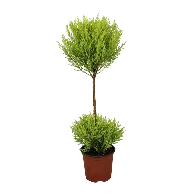 Cypress Goldcrest Wilma – Zypresse mit goldenem Laub, Topf Ø 14 cm, Höhe 60 cm