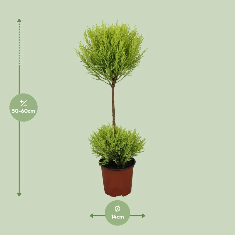 Cypress Goldcrest Wilma – Zypresse mit goldenem Laub, Topf Ø 14 cm, Höhe 60 cm