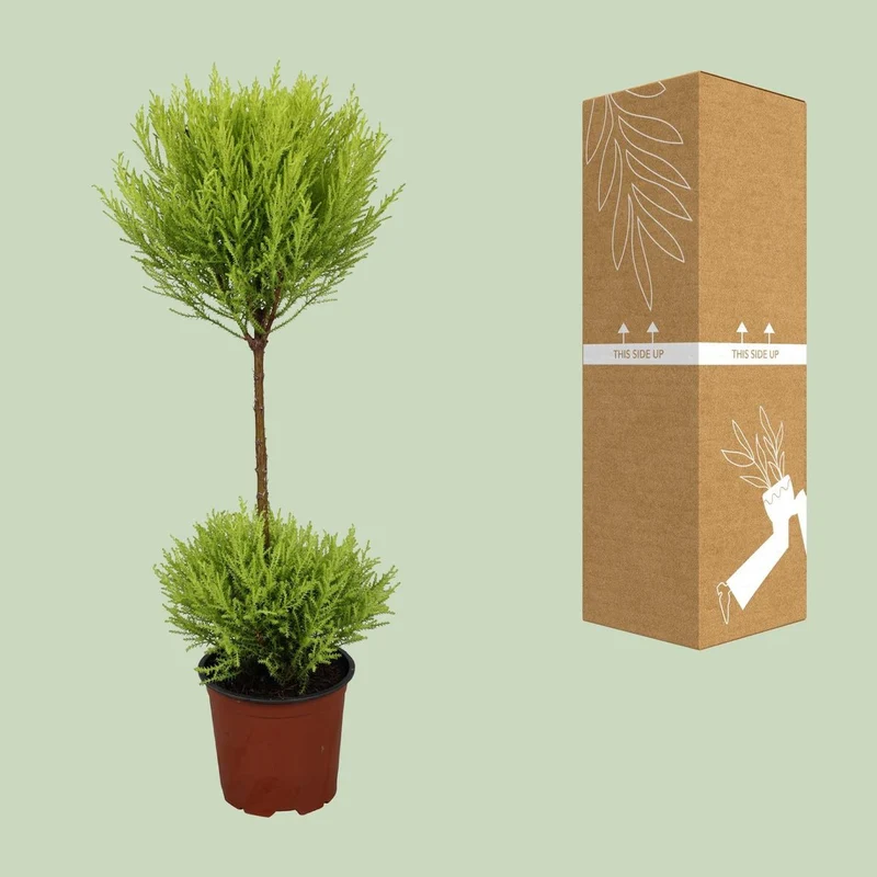 Cypress Goldcrest Wilma – Zypresse mit goldenem Laub, Topf Ø 14 cm, Höhe 60 cm