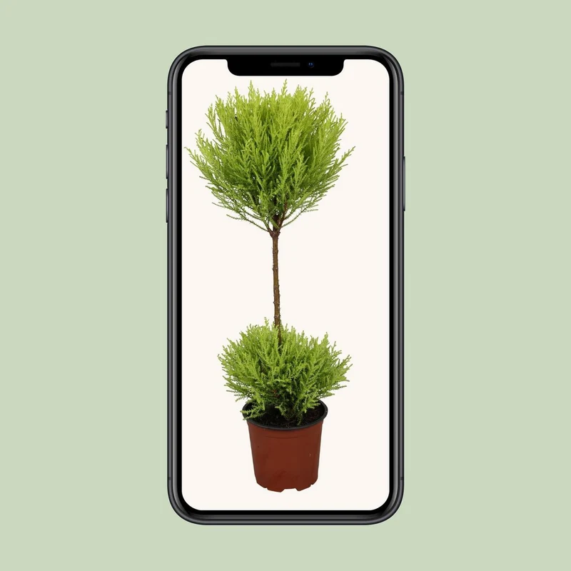 Cypress Goldcrest Wilma – Zypresse mit goldenem Laub, Topf Ø 14 cm, Höhe 60 cm