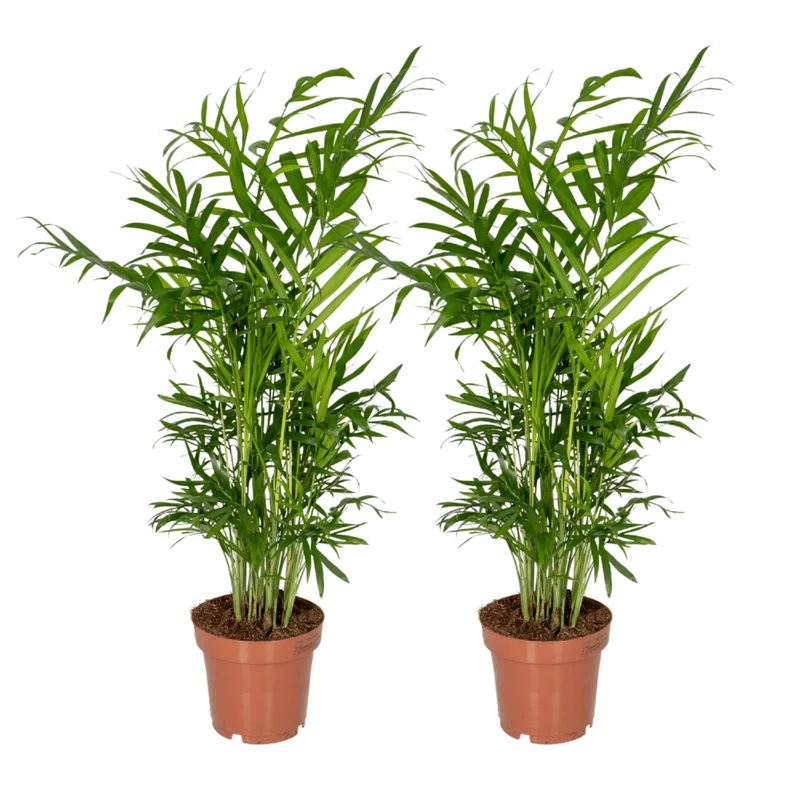 Chamaedorea elegans – Mexikanische Zwergpalme, 2er Set, Topf Ø 12 cm, Höhe 40 cm