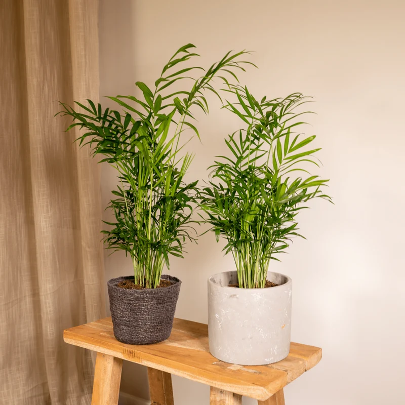 Chamaedorea elegans – Mexikanische Zwergpalme, 2er Set, Topf Ø 12 cm, Höhe 40 cm