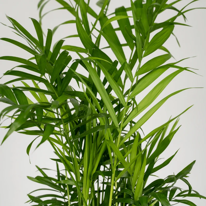 Chamaedorea elegans – Mexikanische Zwergpalme, 2er Set, Topf Ø 12 cm, Höhe 40 cm