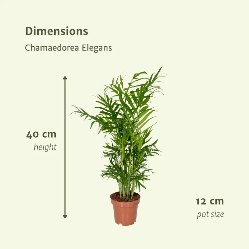 Chamaedorea elegans – Mexikanische Zwergpalme, 2er Set, Topf Ø 12 cm, Höhe 40 cm