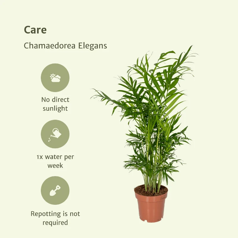 Chamaedorea elegans – Mexikanische Zwergpalme, 2er Set, Topf Ø 12 cm, Höhe 40 cm