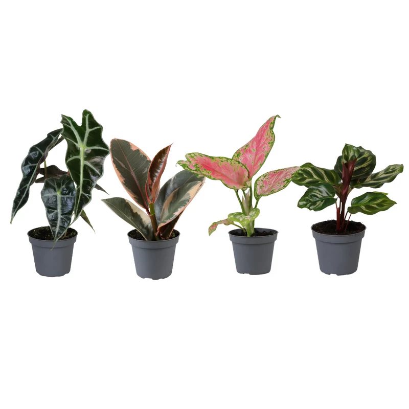 Babypflanzen Überraschungsbox – Jungpflanzen Mix, Topf Ø 6 cm, 4 Pflanzen, Höhe ca. 12 cm