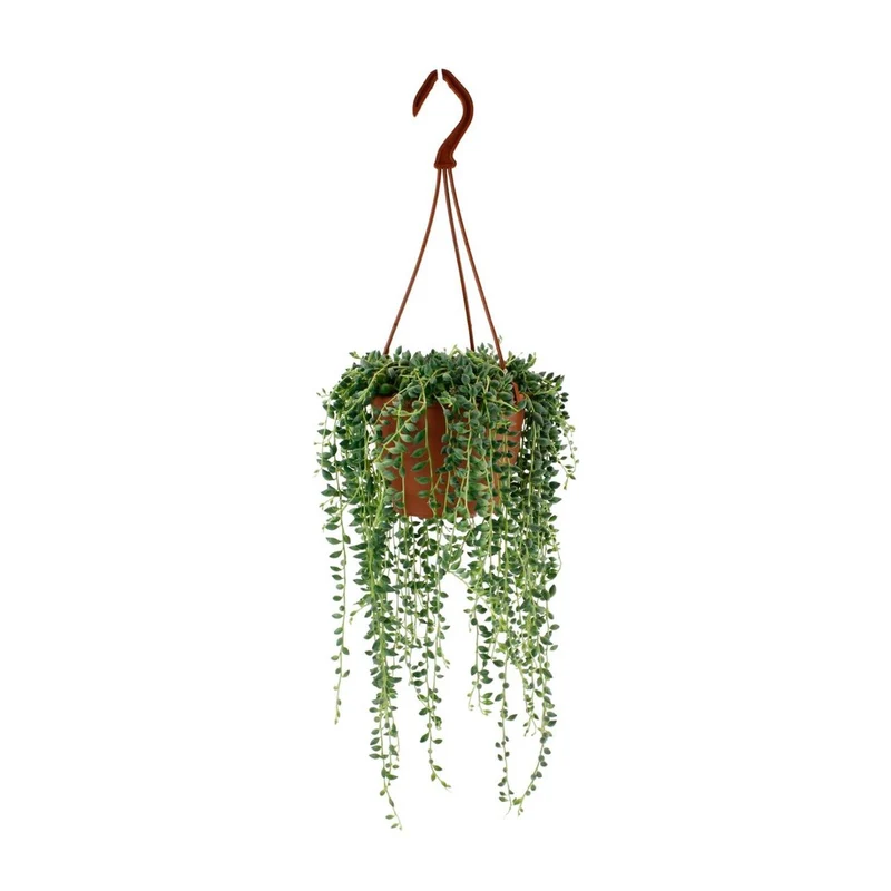 Senecio Herreianus – Tränen-Sukkulente, Topf Ø 12 cm, Höhe 20 cm