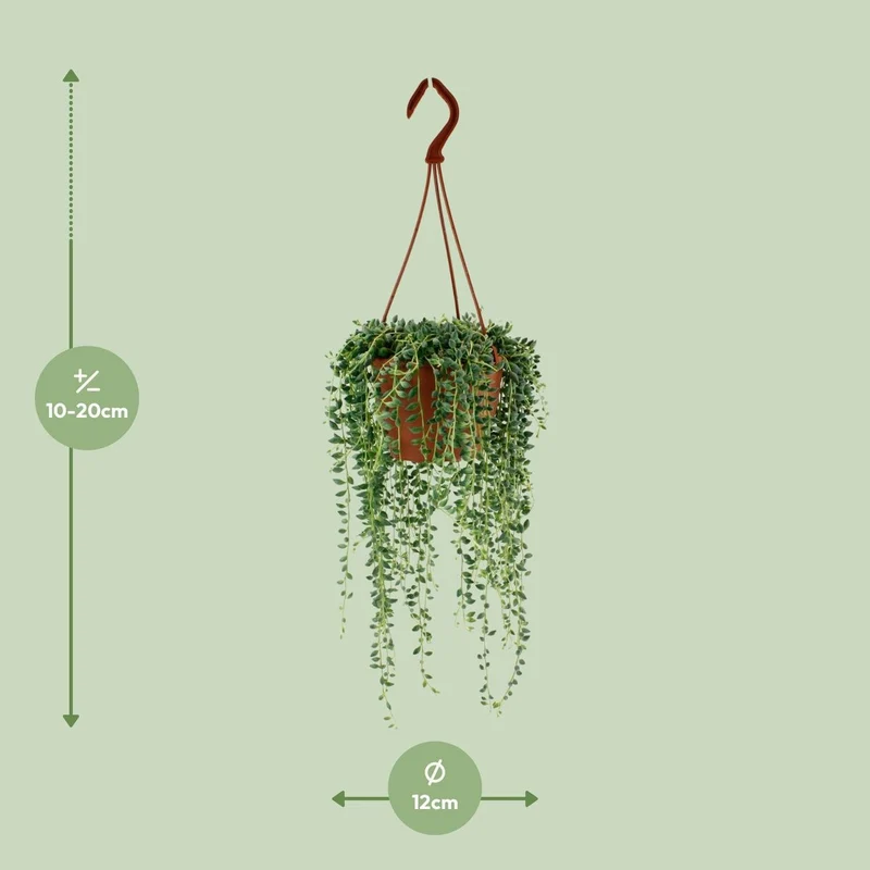 Senecio Herreianus – Tränen-Sukkulente, Topf Ø 12 cm, Höhe 20 cm
