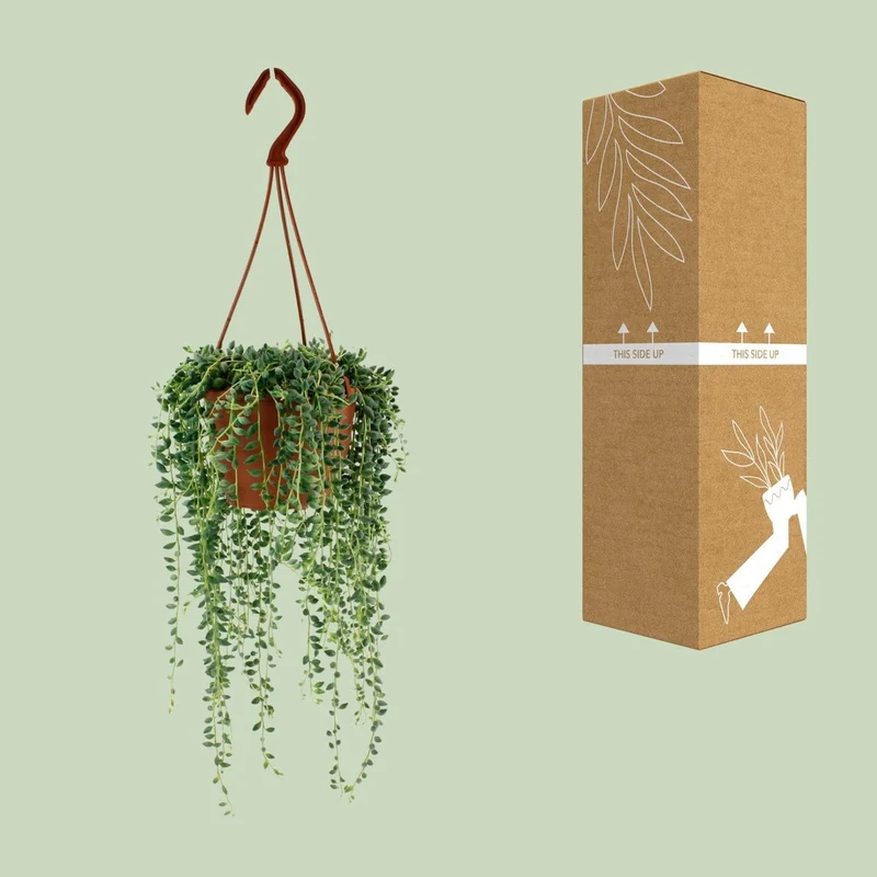 Senecio Herreianus – Tränen-Sukkulente, Topf Ø 12 cm, Höhe 20 cm