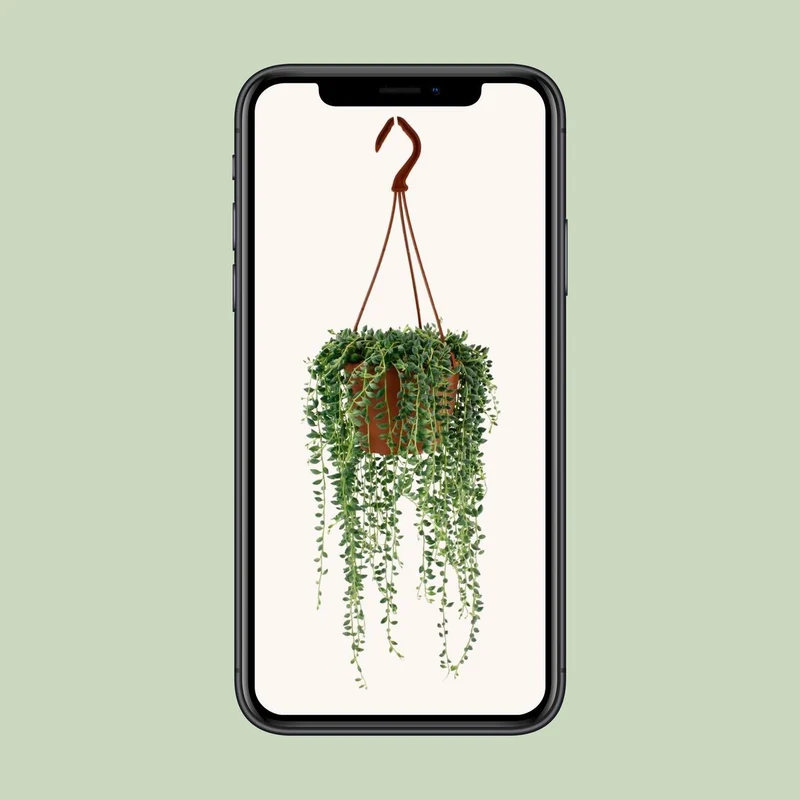 Senecio Herreianus – Tränen-Sukkulente, Topf Ø 12 cm, Höhe 20 cm