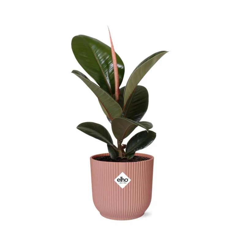 Ficus Elastica 'Robusta', Gummibaum, Topf Ø 14 cm, rosa