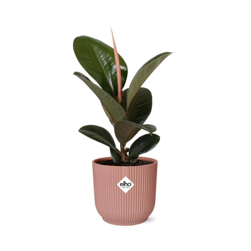 Ficus Elastica 'Robusta', Gummibaum, Topf Ø 14 cm, rosa
