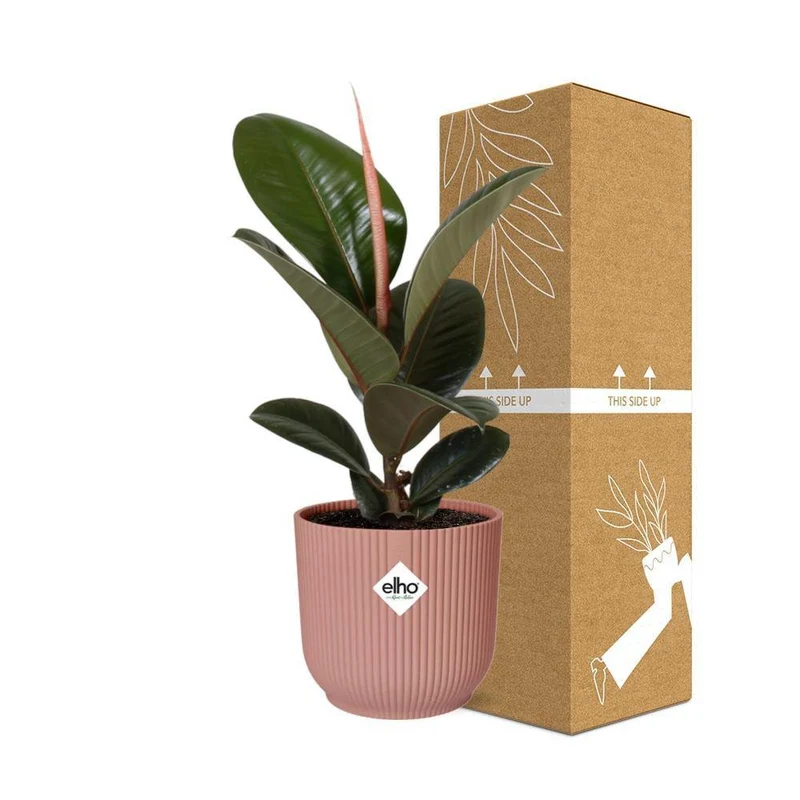 Ficus Elastica 'Robusta', Gummibaum, Topf Ø 14 cm, rosa