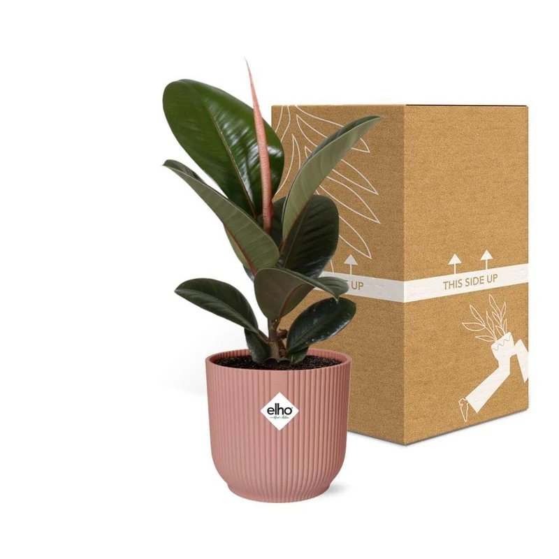 Ficus Elastica 'Robusta', Gummibaum, Topf Ø 14 cm, rosa