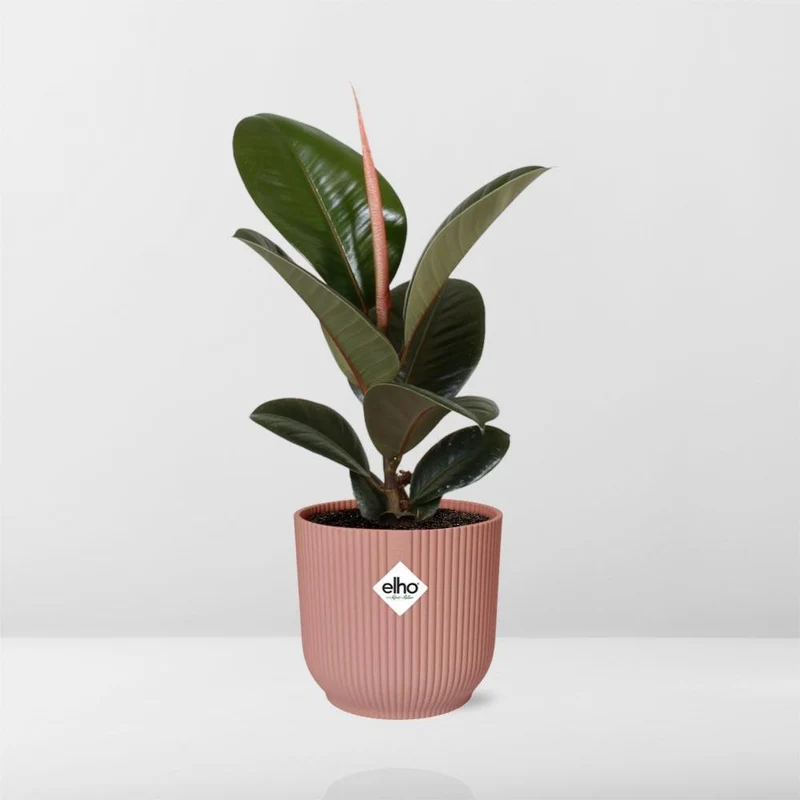 Ficus Elastica 'Robusta', Gummibaum, Topf Ø 14 cm, rosa