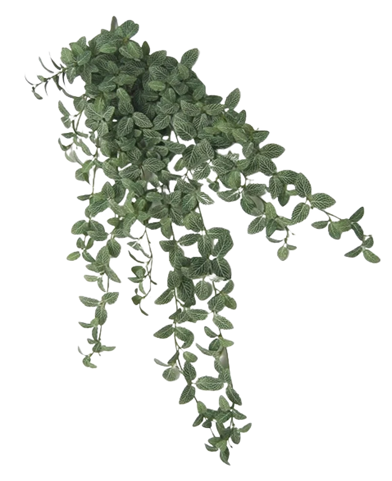 Kunst Fittonia Groen-wit 90cm