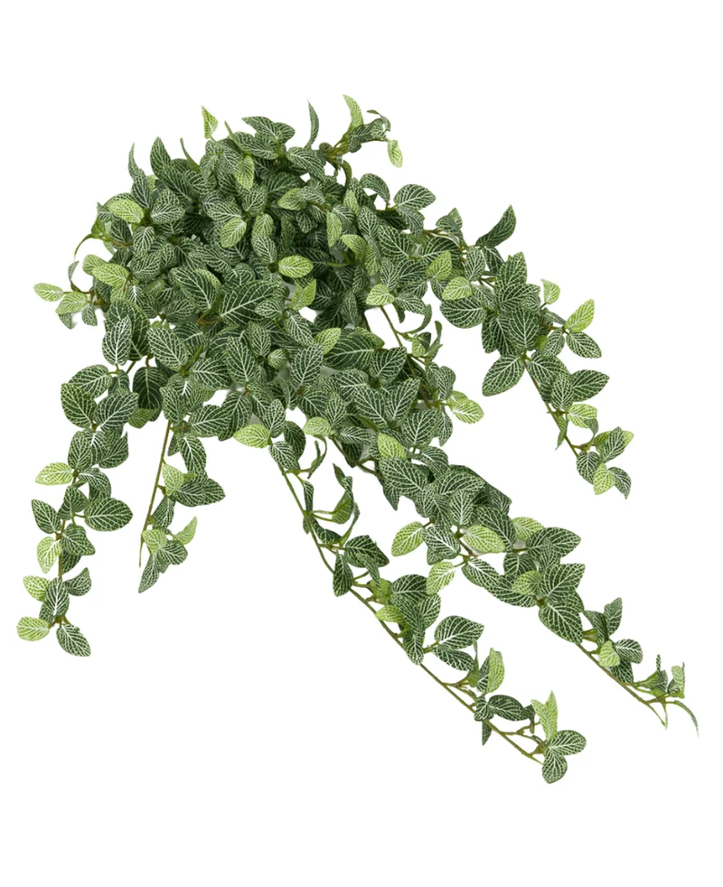 Kunst Fittonia Groen-wit 90cm