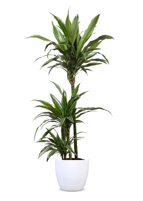 Dracaena warneckei (Drachenbaum) (L)