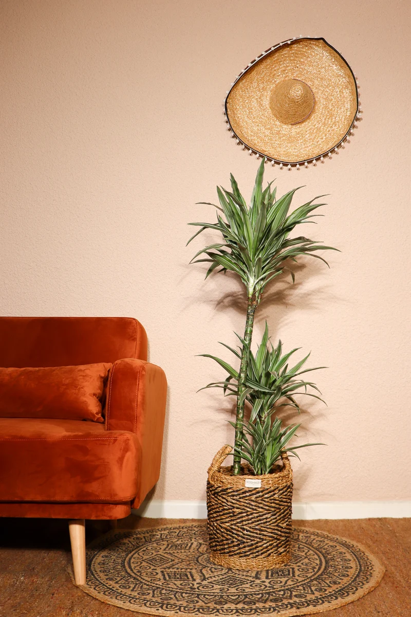 Dracaena warneckei (Drachenbaum) (L)
