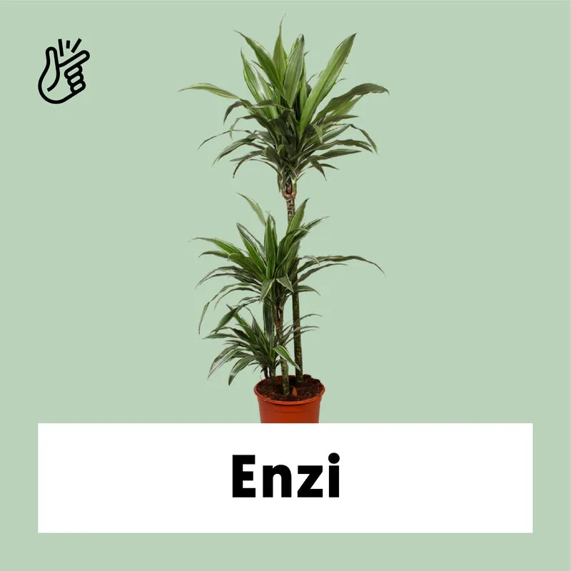 Dracaena warneckei (Drachenbaum) (L)
