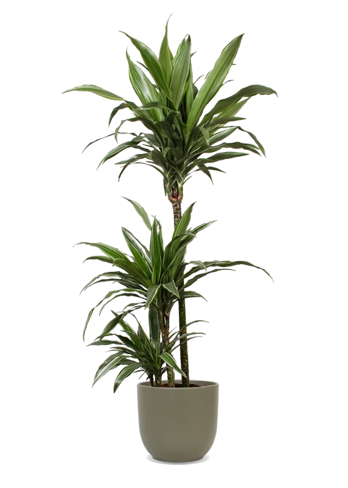 Dracaena warneckei (Drachenbaum) (L)