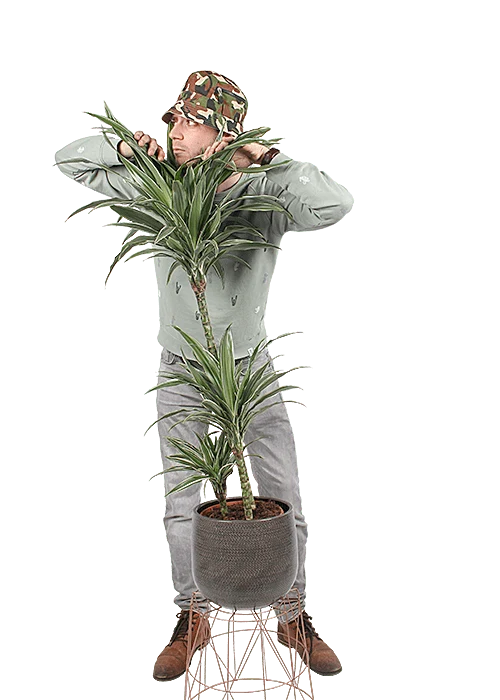 Dracaena warneckei (Drachenbaum) (L)