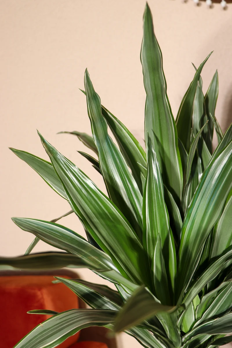Dracaena warneckei (Drachenbaum) (L)