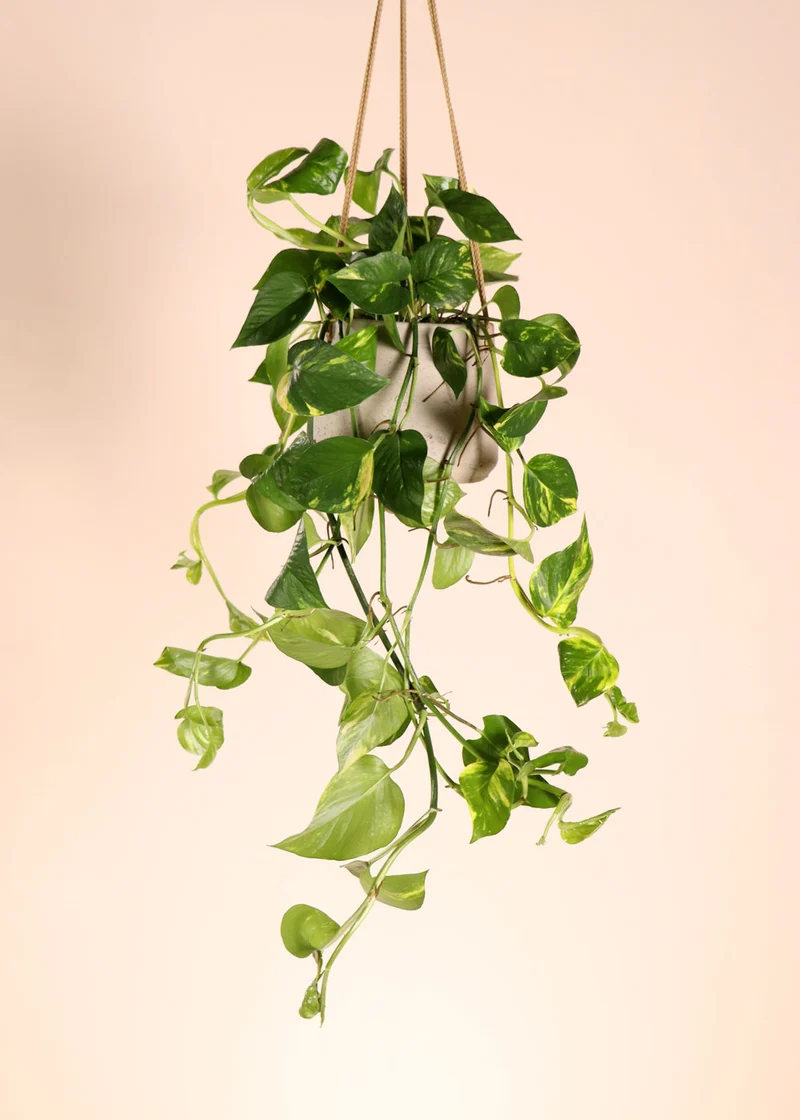 Epipremnum aureum (Efeutute) (M)