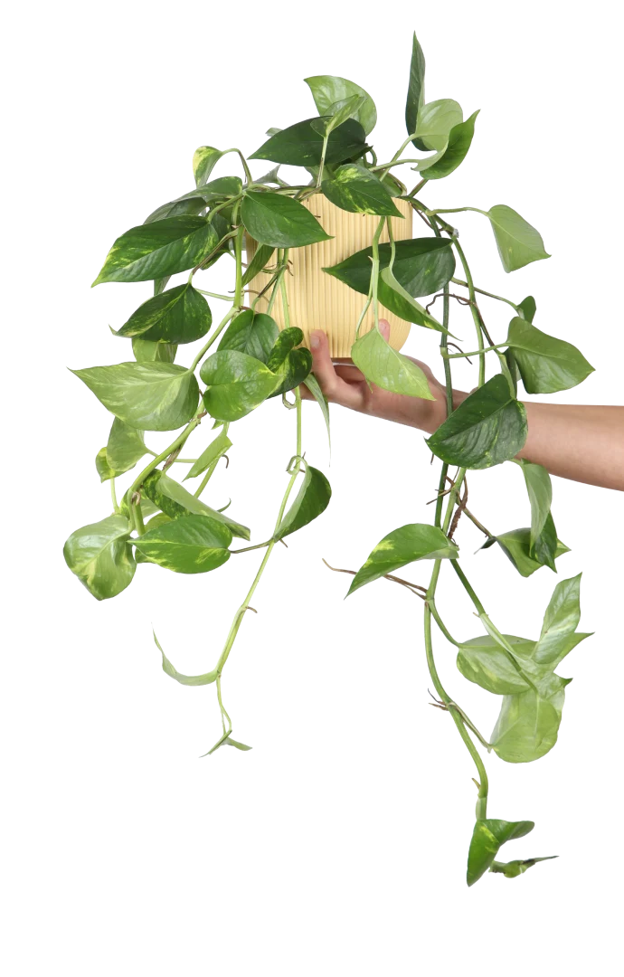 Epipremnum aureum (Efeutute) (M)