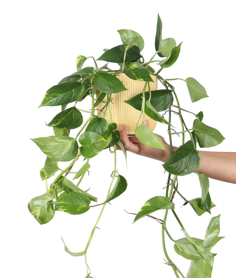 Epipremnum aureum (Efeutute) (M)