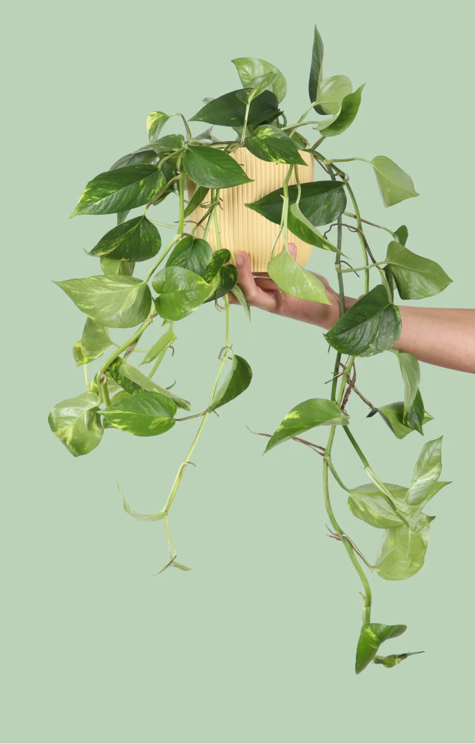 Epipremnum aureum (Efeutute) (M)