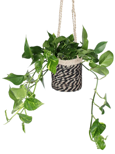 Epipremnum aureum (Efeutute) (M)