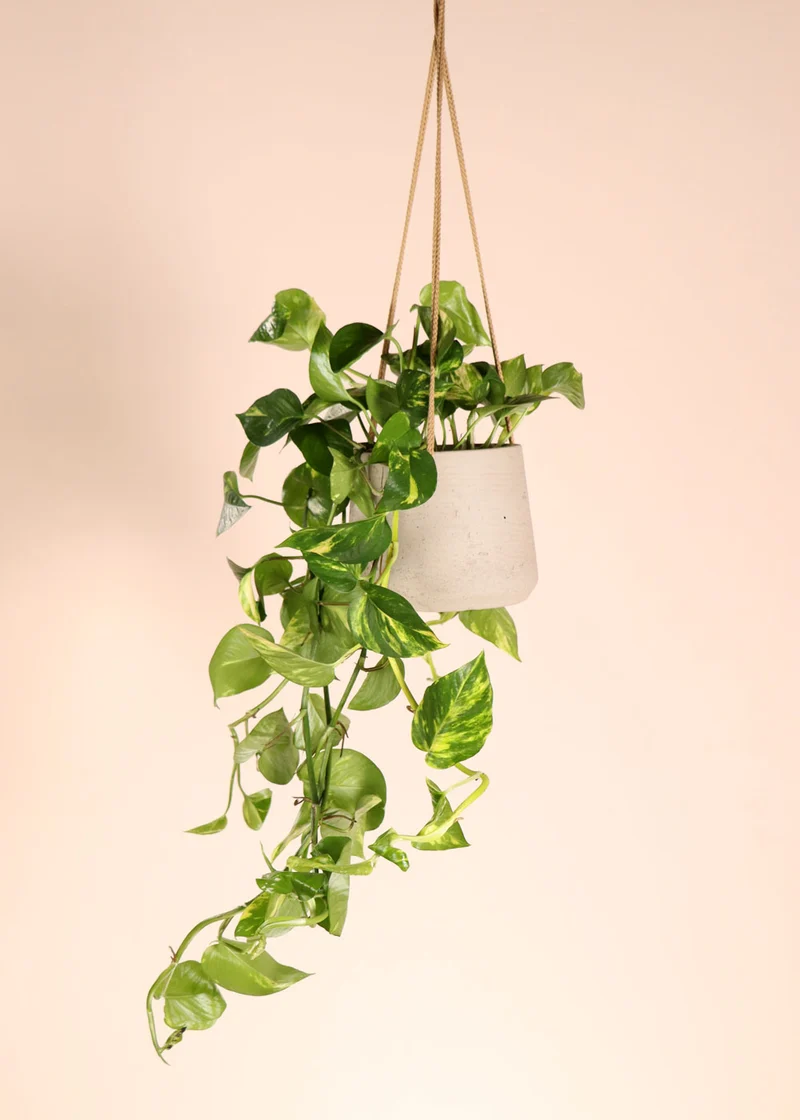 Epipremnum aureum (Efeutute) (M)