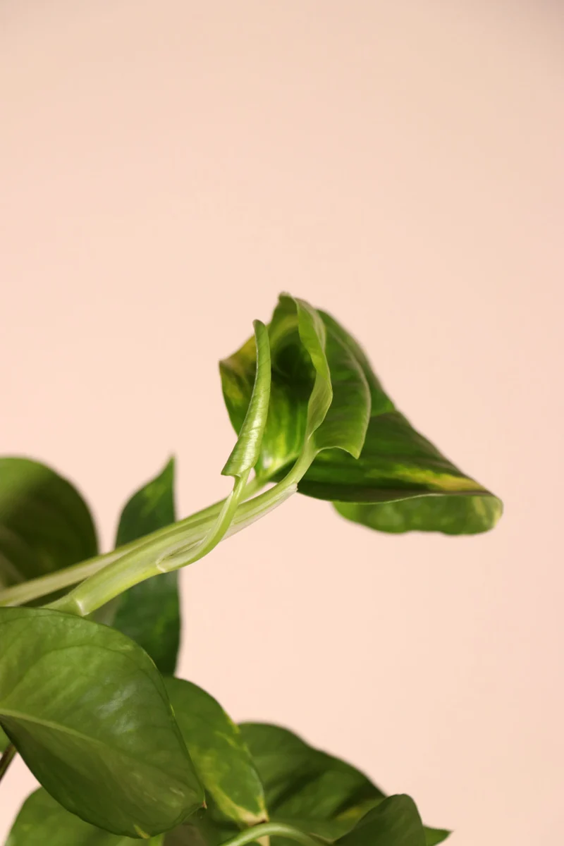 Epipremnum aureum (Efeutute) (M)