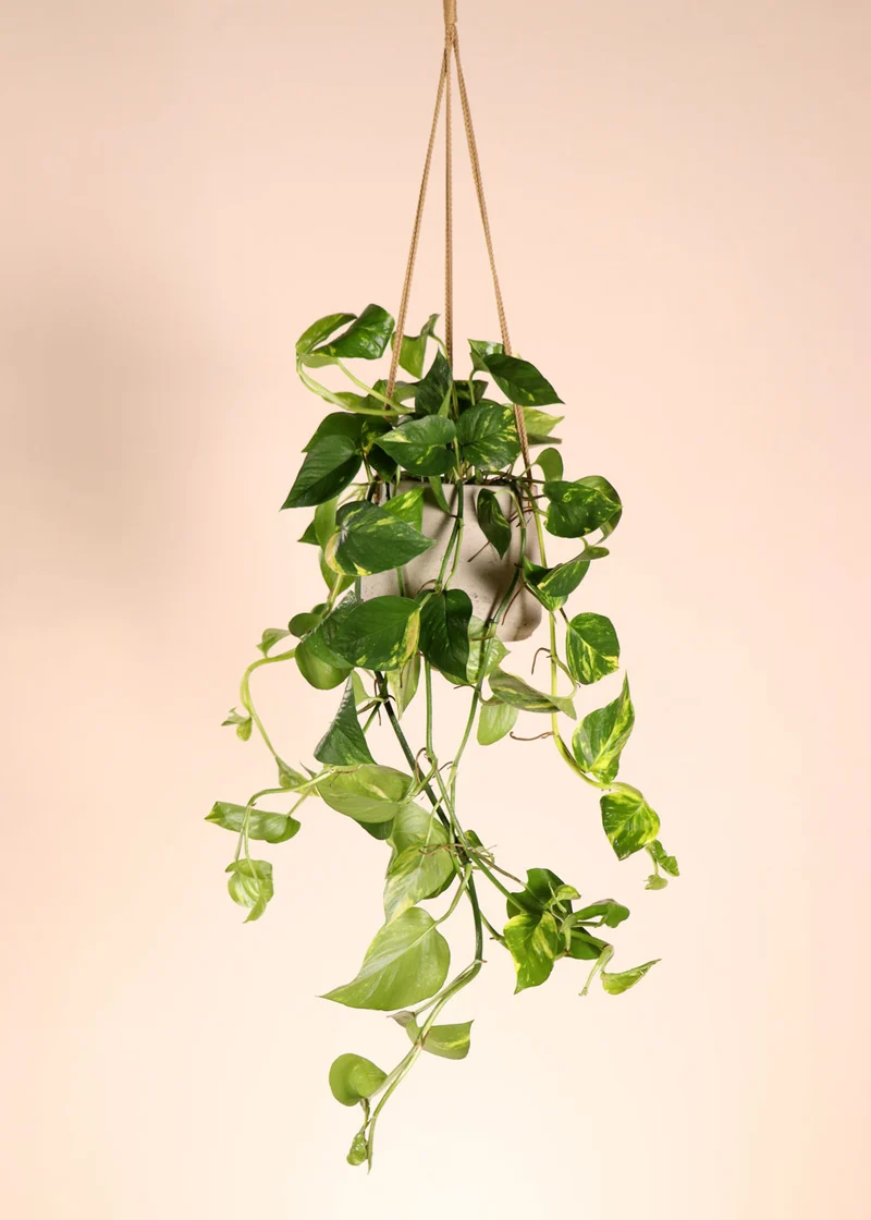 Epipremnum aureum (Efeutute) (M)