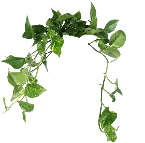 Epipremnum aureum (Efeutute) (M)