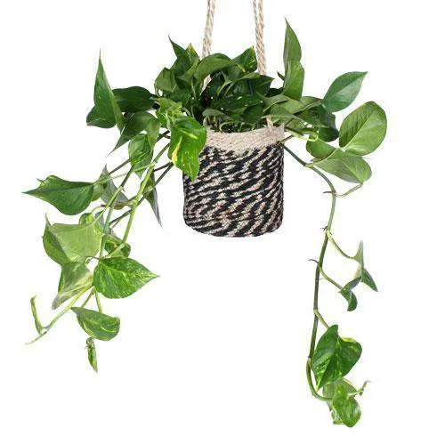 Epipremnum aureum (Efeutute) (M)