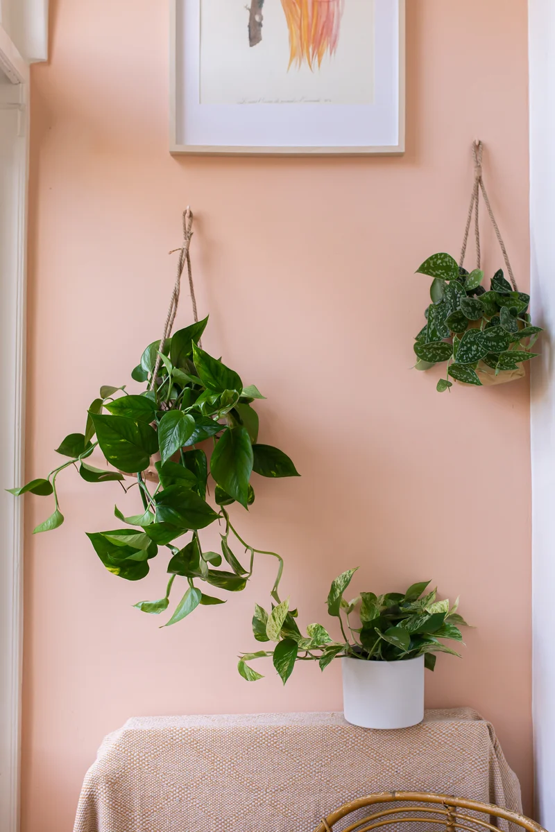 Epipremnum aureum (Efeutute) (M)