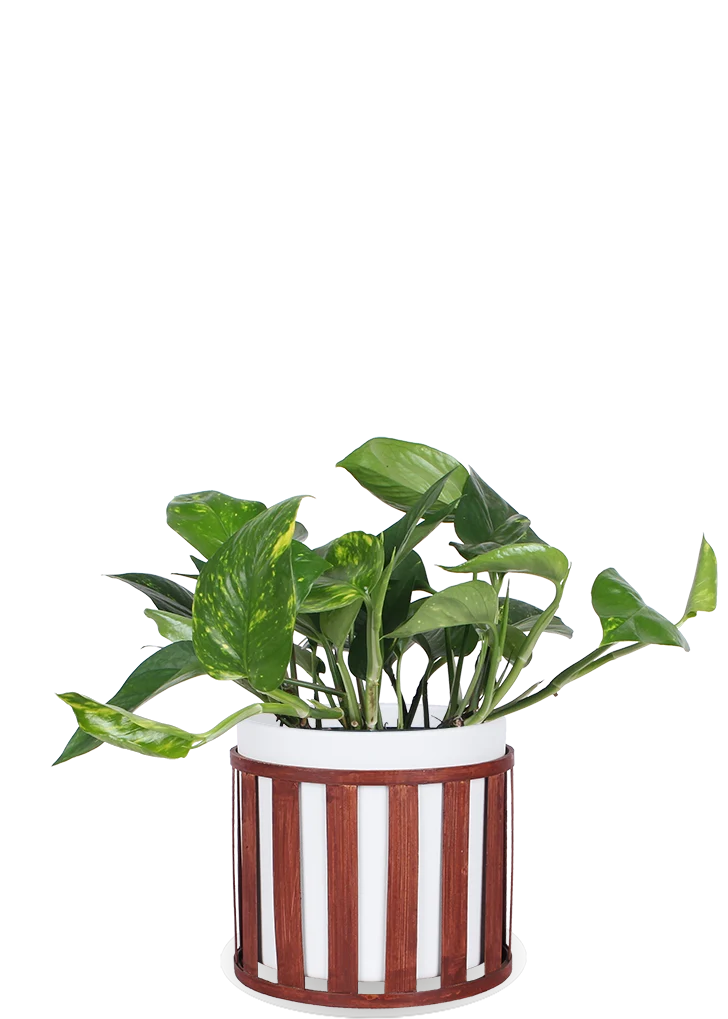 Epipremnum aureum (Efeutute) (M)