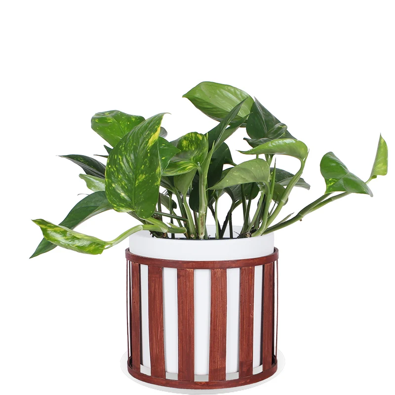 Epipremnum aureum (Efeutute) (M)