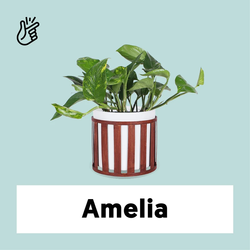 Epipremnum aureum (Efeutute) (M)
