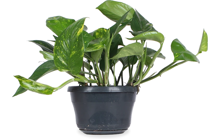 Epipremnum aureum (Efeutute) (M)