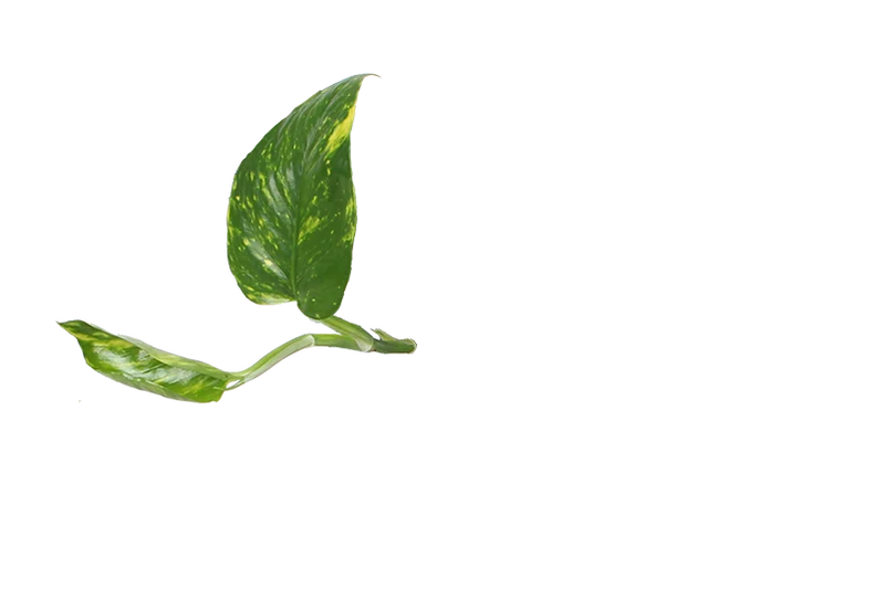 Epipremnum aureum (Efeutute) (M)