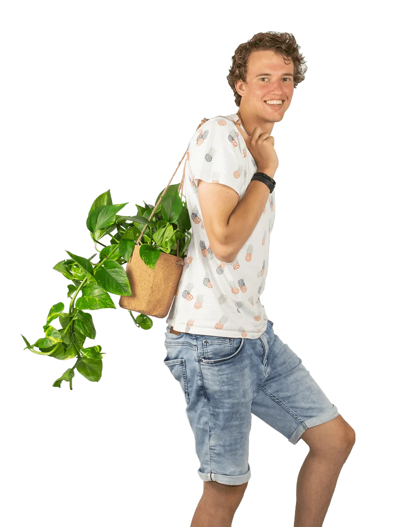 Epipremnum aureum (Efeutute) (M)