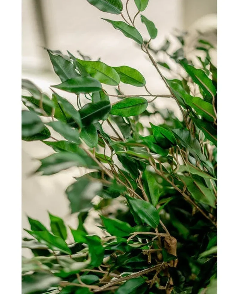 Künstliche Pflanze Ficus Liana 90 cm