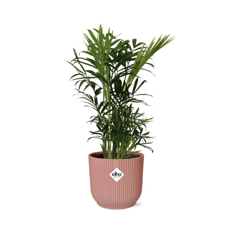 Chamaedorea Elegans in ELHO Vibes Fold, Topf Ø 14 cm, rosa