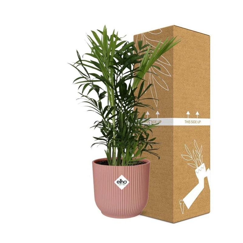 Chamaedorea Elegans in ELHO Vibes Fold, Topf Ø 14 cm, rosa