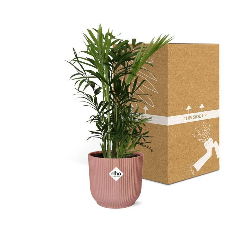 Chamaedorea Elegans in ELHO Vibes Fold, Topf Ø 14 cm, rosa