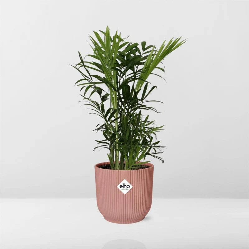 Chamaedorea Elegans in ELHO Vibes Fold, Topf Ø 14 cm, rosa