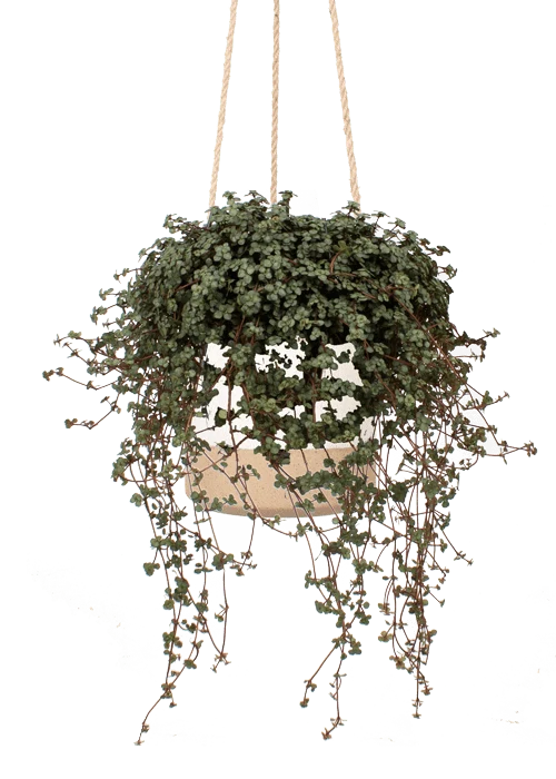 Pilea glauca (Kanonierblume) (S)